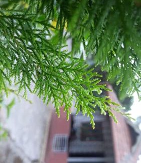 Madikeri House | Bakka house of joy