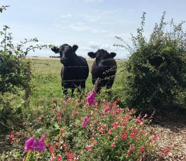 Limavady House | Ballymultimber Cottages - mountain views near beach