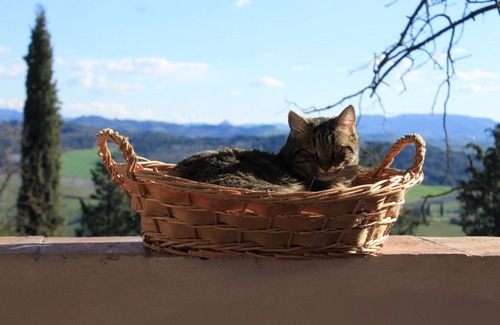 Peccioli Bed & Breakfast | BB Gli Aristogatti