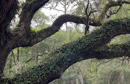 Johns Island House | Beautiful, cozy home under the oaks on Johns Island