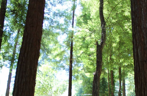 Scotts Valley Bed & Breakfast | Beautiful Japanese in-law unit tucked away in the Santa Cruz Mountains