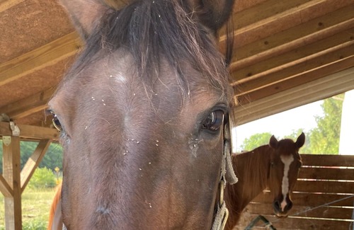 Farmersville House | Beautiful Little Horse Farm
