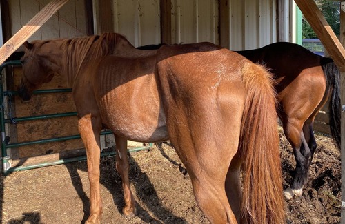 Farmersville House | Beautiful Little Horse Farm