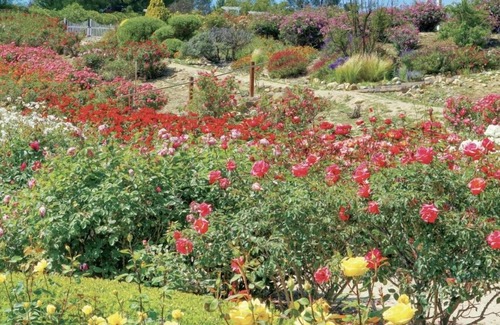 Temecula House | Beautiful Room in Temecula-Perfect Oasis for Traveling Nurses and Doctors