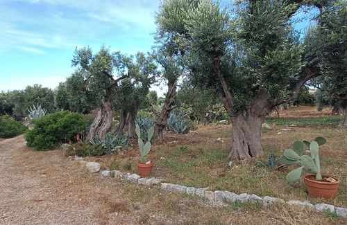 Conversano Villa | Beautiful villa nestled in a thousand-year-old olive grove 5 minutes from the sea