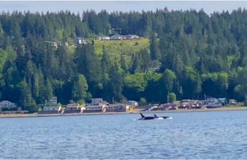 Belfair House | Beautiful Waterfront Home