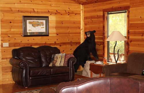 Mountain View Cabin | Beautifully equipped log cabin minutes from world class trout fishing