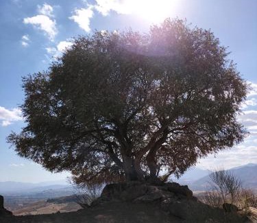 Alora Bed & Breakfast | Bed & Breakfast Casa Ceratonia
