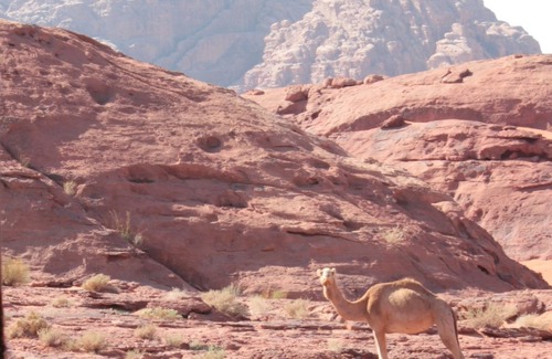 Wadi Rum RV Rental | Bedouin Nomads Adventures