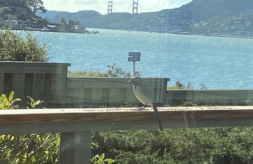 Belvedere Tiburon House | Bella Vista : Peaceful, Relaxing, and Comfortable, 30 - 60 day stays only