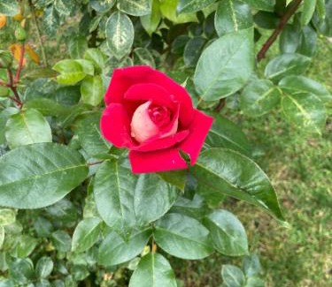 Val di Sur-San Michele Bed & Breakfast | BiancoGelso b&b Vegan