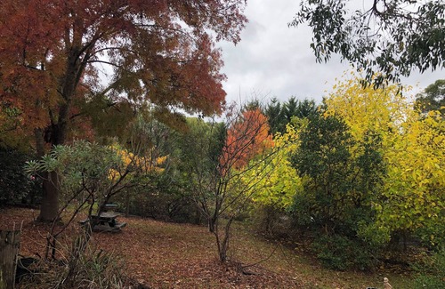 Woori Yallock Cottage | Bird Hill - A Garden Retreat in the Yarra Valley - Get Up Close to Native Birds