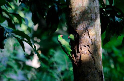 Wanchawala Cabin | Birds Bliss Cabana