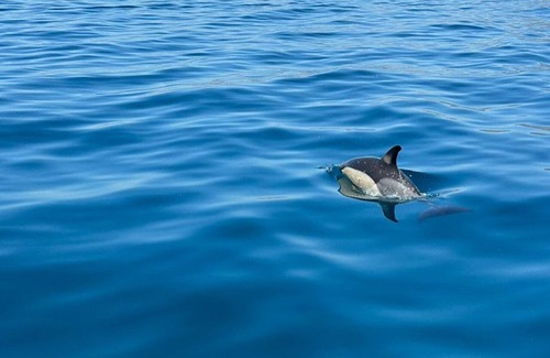 Benalmadena Costa Boat Rental | BOAT RENTAL WITHOUT NAUTICAL LICENSE