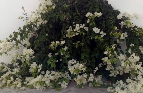 Vila Nova de Santo Andre Villa | Borea White Villaºº, Santo André, Santiago do Cacém