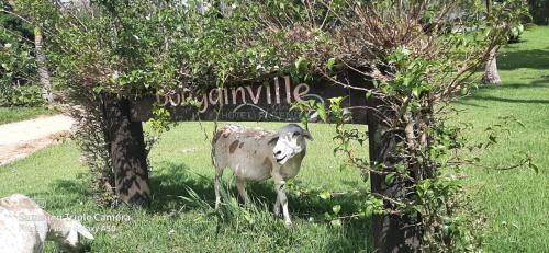 Amparo Hotel | Bougainville Hotel Fazenda