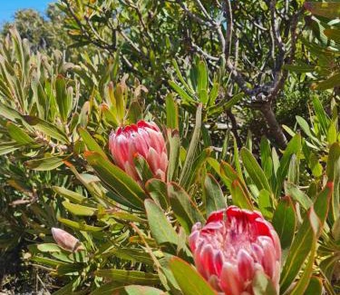 Betty's Bay House | Brandys beach house bettys bay