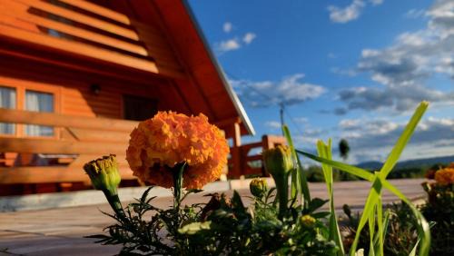 Laktasi House | Brvnara N&N