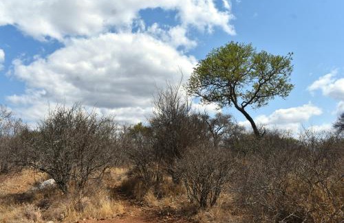 Maruleng Other | Bush Babies Camp