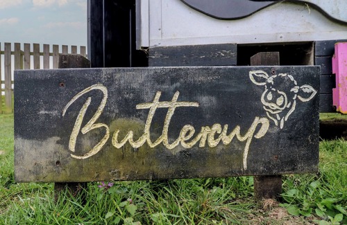 Woodbridge Cottage | BUTTERCUP (COW SHED 3), pet friendly, with a garden in Campsea Ashe