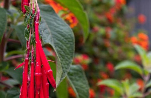 Copey Bed & Breakfast | Cabinas las Manzanas Bed y Breakfast
