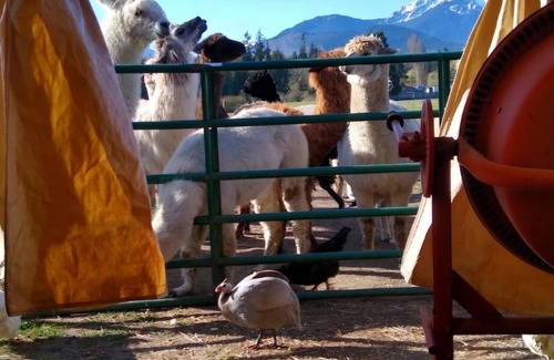 Port Angeles East RV Rental | Camp amoung Alpacas Llamas & Sheep close to Olympic National Forest Port Angeles