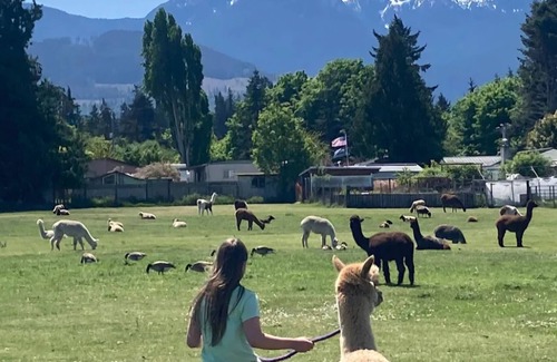 Port Angeles East RV Rental | Camp amoung Alpacas Llamas & Sheep close to Olympic National Forest Port Angeles