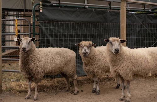Port Angeles East RV Rental | Camp amoung Alpacas Llamas & Sheep close to Olympic National Forest Port Angeles