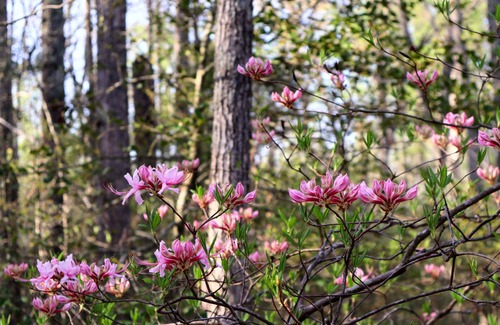Unionville RV Rental | Camp Shangrila at Rocky Run