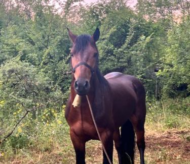 Karuc Other | camping and horseback riding Parci