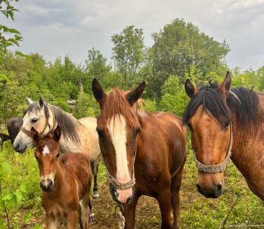 Karuc Other | camping and horseback riding Parci