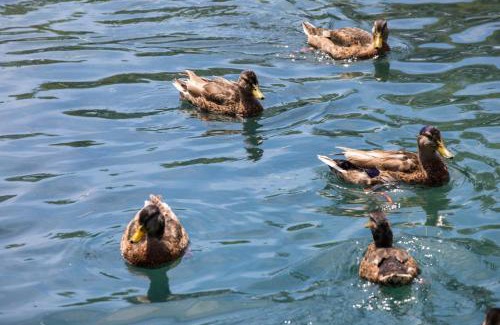 Montignac Other | Camping Le Moulin du Bleufond