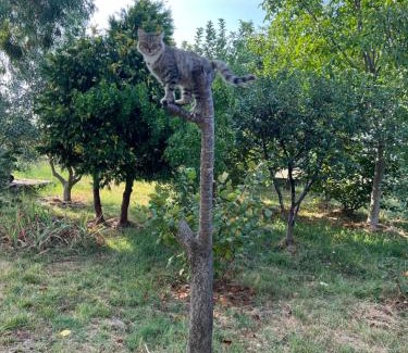 Grile Other | Camping villa lake shkodra