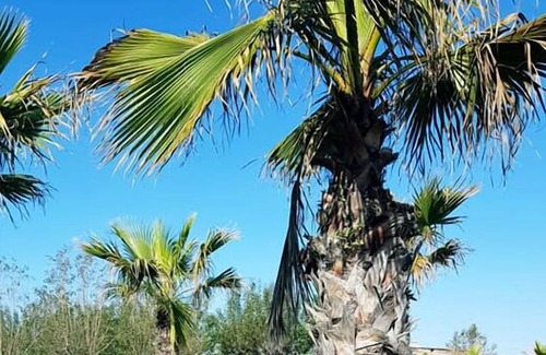 Misano Adriatico RV Rental | Camping Village Misano