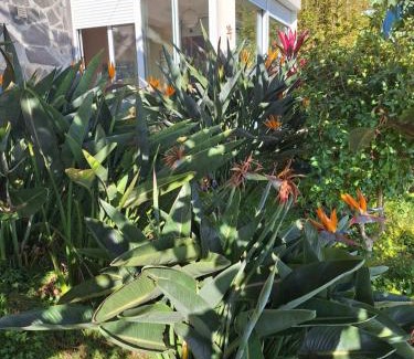 Canhas House | Casa-Albatros