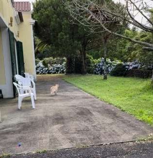 Ribeira Grande House | Casa dos Plátanos