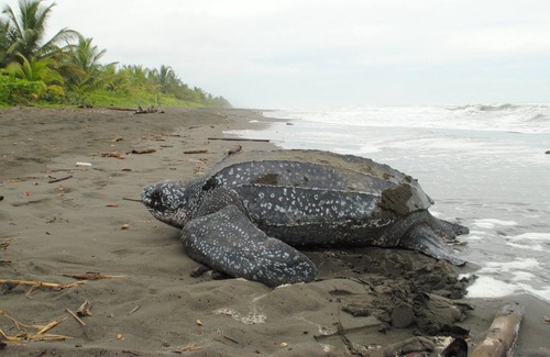 Barra de Pacuare House | Casa Grande Eco Lodge at Pacuare Reserve