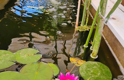 Paine House | Casa Niwa Koi Entre Peces