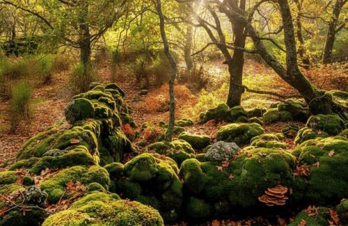 Casas del Monte House | Casa Rural ARBEQUINA & Otoño MÁGICO