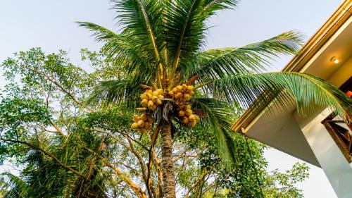 Tamarindo House | Casa tropical - Fabulous tropical house