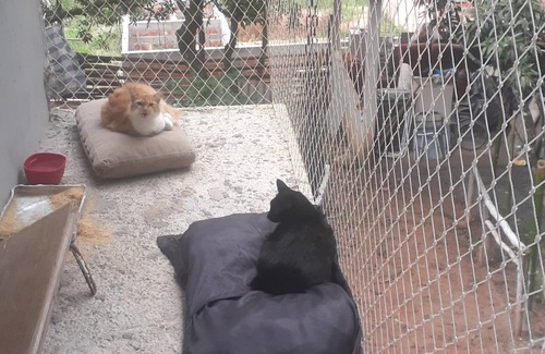 Jarinu House | Cat boarding 🐱 Travel
