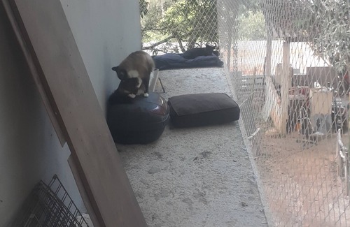 Jarinu House | Cat boarding 🐱 Travel