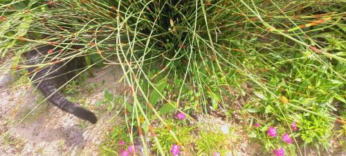Betty's Bay Apartment | Cat Nap Cottage