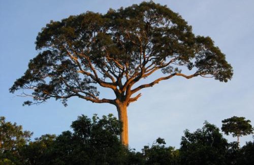 Drake Bay Hotel | Ceiba lodge