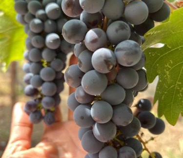Napa Hotel | Chardonnay Lodge