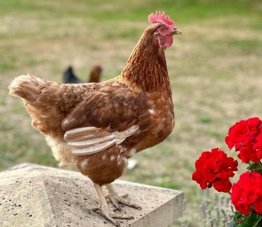 Lincoln Apartment | Charming Hen Cottage Countryside Retreat Lincoln
