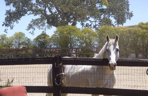 Santa Ynez Cottage | Charming upstairs Cottage located in the heart of the valley