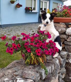 Clifden House | Clifden Wildflower Cottage - Clifden Countryside Lettings