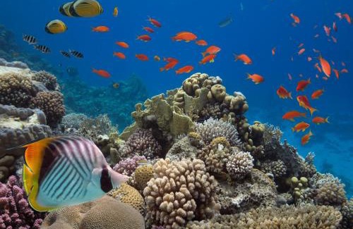 Eilat Hotel | Club In Eilat - Coral Beach Villa Resort