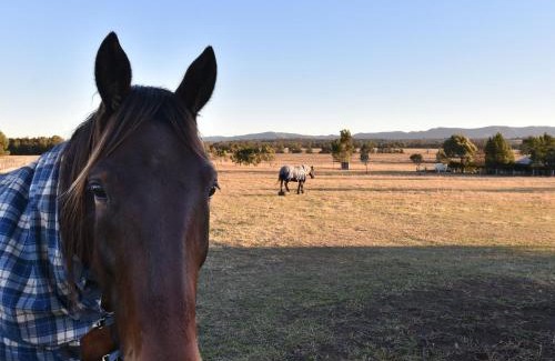 Lovedale House | Clydesdale Cottage on Talga